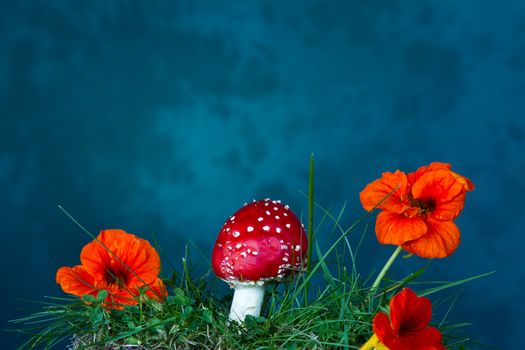 Mushroom and flower shot in studio with flash