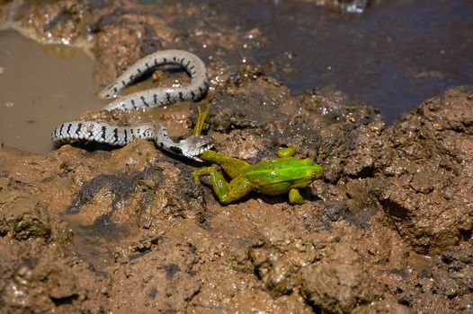 Water snake about to eat a green frog