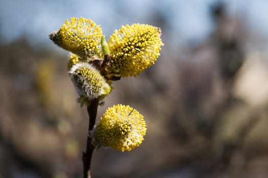 Spring nature willow tree plant branch bud growth