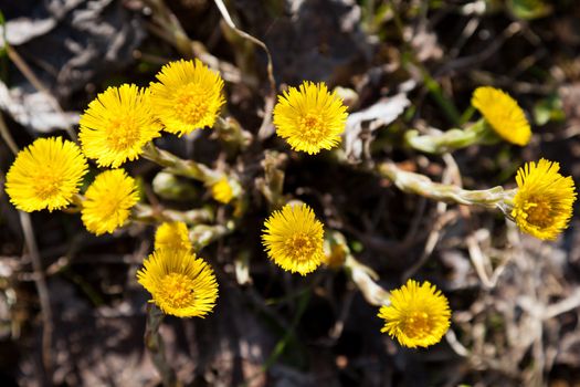 Foalfoot or coltsfoot yellow spring nature flower