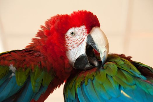 Pet animal - tropical parrot bird feather and beak