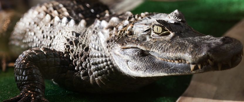 Wildlife animal reptile wild crocodile mouth teeth