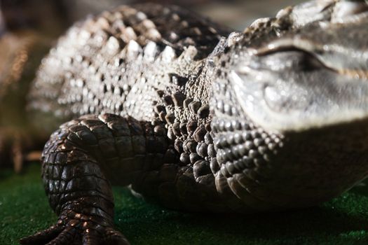 Wildlife animal reptile wild crocodile mouth teeth