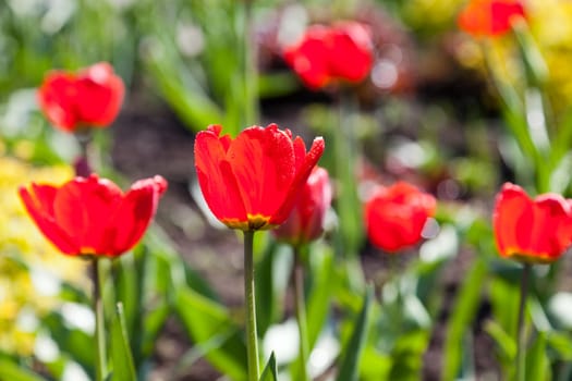 Green spring nature - red tulip flower field bloom