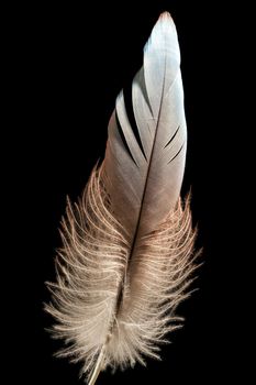 Nature wing fly bird feather quill black isolated