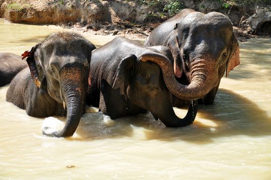 Elephants are the largest living land animals on Earth today.