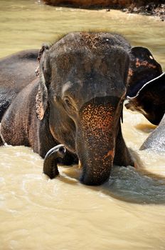 Elephants are the largest living land animals on Earth today.