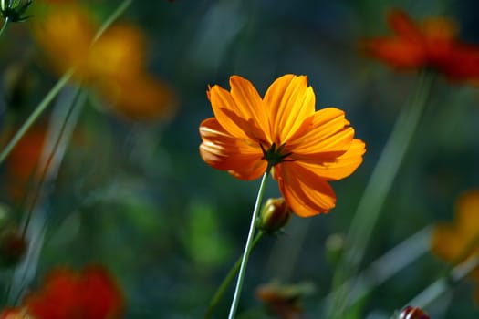 Yelow flower