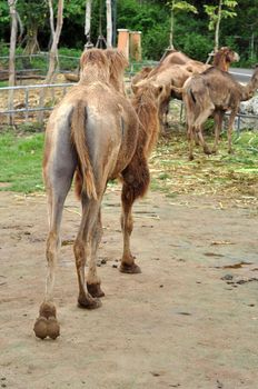 The Bactrian camel is a large, even-toed ungulate native to the steppes of central Asia. 