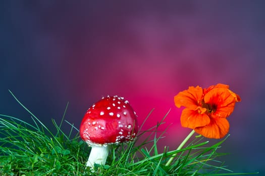 Flower and mushroom