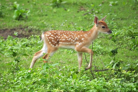 The Sika deer is one of the few deer species that does not lose its spots upon reaching maturity.