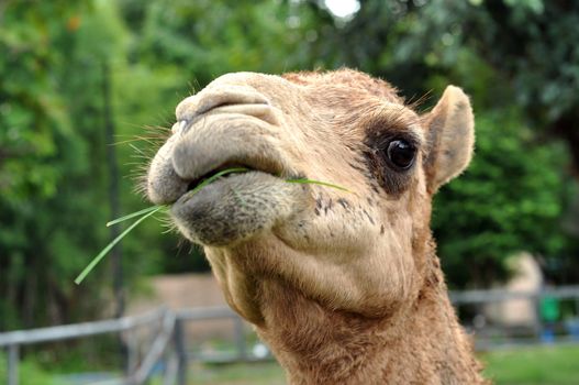 The dromedary camel is the largest member of the camel family.