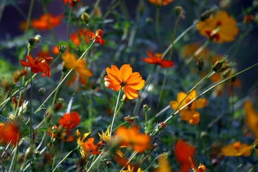 Yelow flower