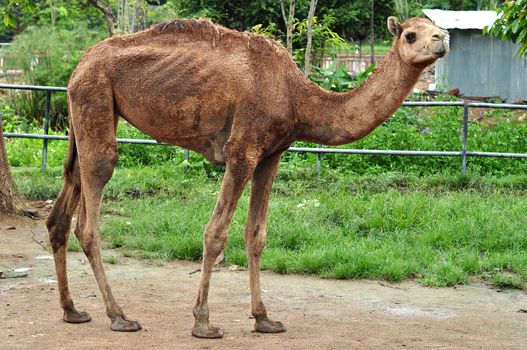 The dromedary camel is the largest member of the camel family.