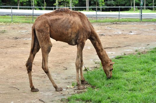 The dromedary camel is the largest member of the camel family.