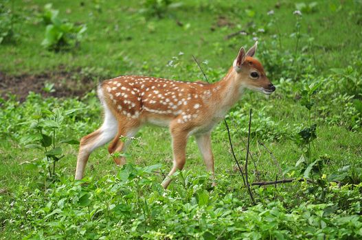 The Sika deer is one of the few deer species that does not lose its spots upon reaching maturity.