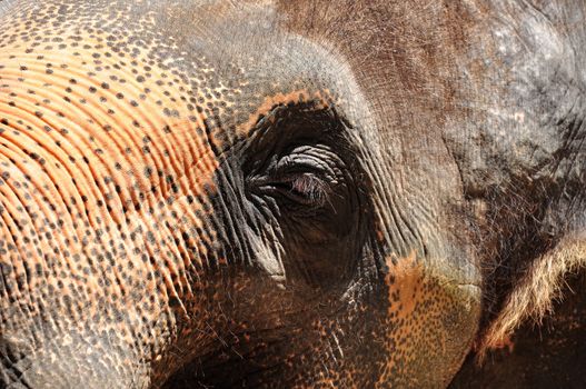 An elephant's eyes are small relative to the huge size of the animal.