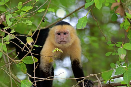 White faced Capuchin sitting in a tree, Guanacaste