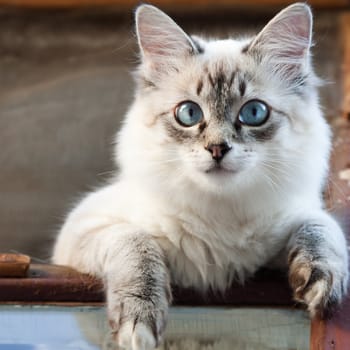 Feline animal pet siamese domestic cat looking eye