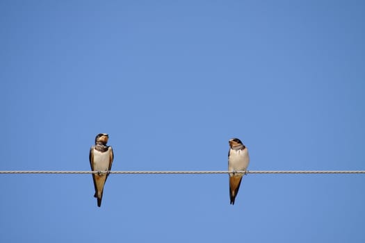 Two beautiful swallows over a cable