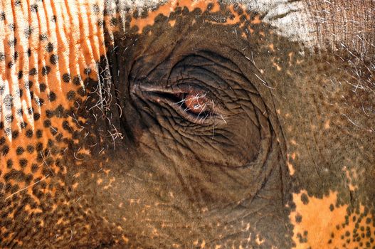 An elephant's eyes are small relative to the huge size of the animal.