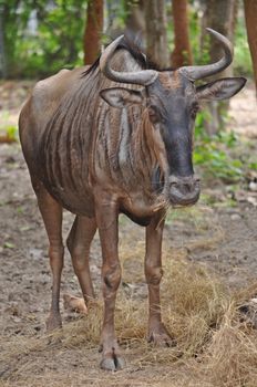 Due to their migratory ways, the wildebeest do not form permanent pair bonds or defend a set territory.