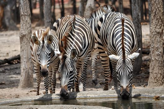 The unique stripes of zebras make these among the animals most familiar to people.