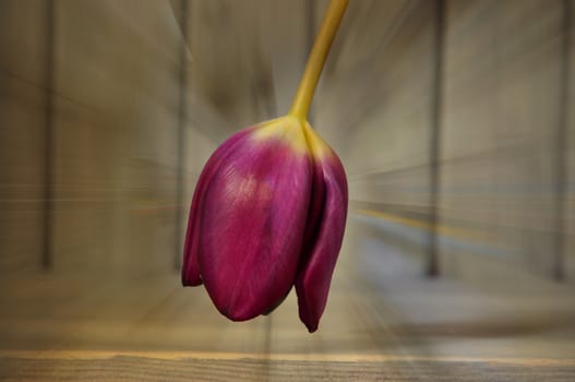 Purple tulip in intense dying