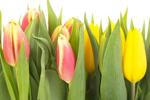 Bunch of tulips