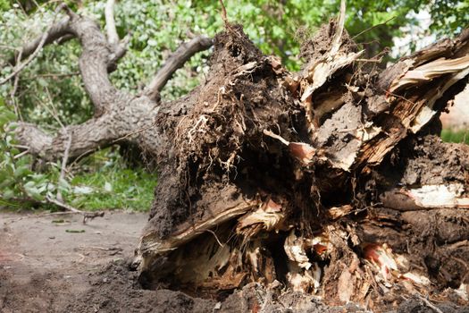 Hurricane wind disaster fallen tree broken roots