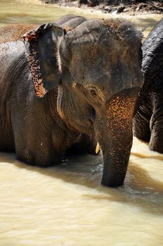 Elephants are the largest living land animals on Earth today.