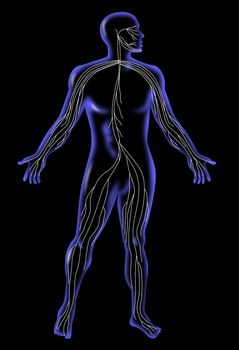 illustration on the human anatomy showing a male standing on isolated background done in x-ray style showing nervous circulatory system
