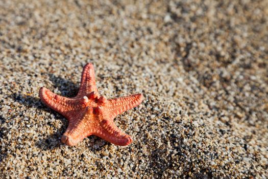 Summer vacations - starfish on sea sand beach