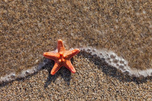 Summer vacations - starfish in water waves on sea sand beach