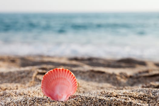 Summer vacations - seashell or scallop shell on blue sea sand beach