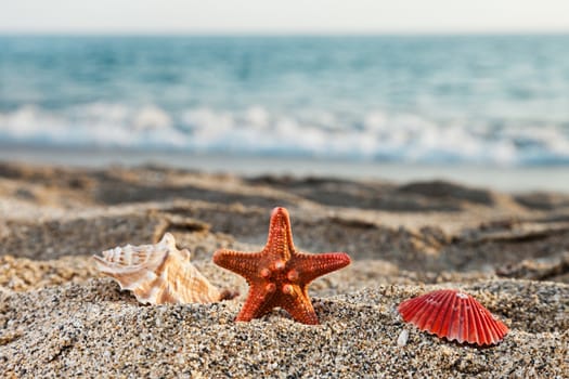 Summer vacations - starfish and seashell or scallop shell on blue sea sand beach