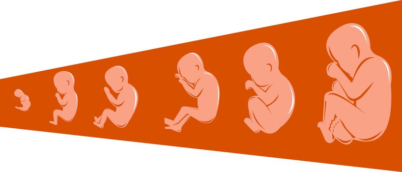 illustration on the development of the human fetus from 8 to 40 weeks done in retro woodcut style.