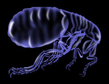 Illustration of a flea silhouette on black background done in x-ray style.