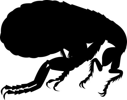 Illustration of a flea silhouette on white background.