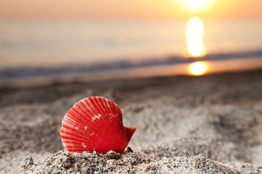 Summer vacations - seashell or scallop shell on sunset sea sand beach