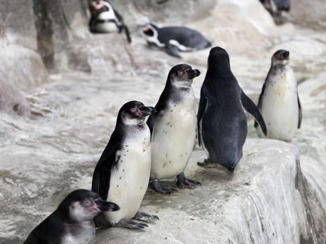 Wildlife animal nature - group of south pole penguin birds at cold snow antarctica ice