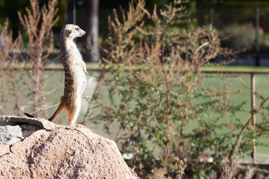 Wildlife animal nature - cute wild desert meerkat or suricate guard