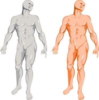 illustration on the human anatomy showing a male standing on isolated background