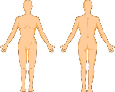 illustration on the human anatomy showing a female standing on isolated background