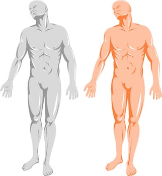 illustration on the human anatomy showing a male standing on isolated background
