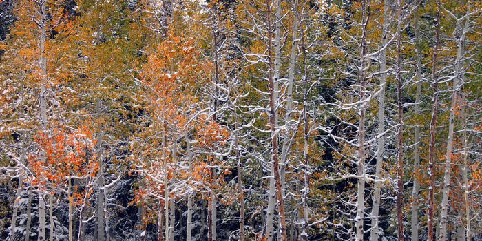 Snow and autumn scenery at Cache National Forest of Utah.