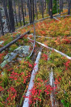 Fall colors in the Lewis and Clark National Forest of central Montana.