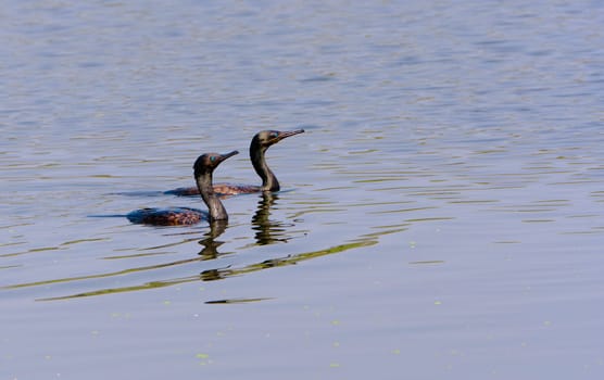 Two Indian Cormorants swimming in water