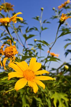 Tung Bua Tong (Mexican sunflower ) in Maehongson, Thailand.