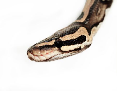 Ball Python close up (Python Regius)